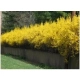 FORSYCJA żółte słońce w ogrodzie - sadzonki 40 / 60 cm
